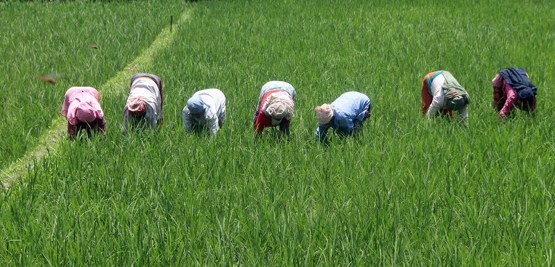 धान गोड्दै तारकेश्वरका किसान